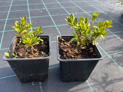 Florida Azalea japonica, flor dupla rosa avermelhada