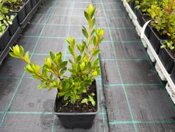 Azalea japonica Gilbert mulliere