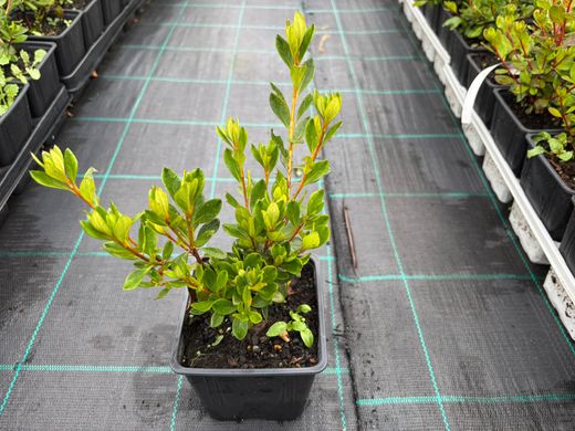 Azalea japonica Gilbert mulliere