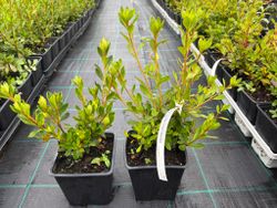 Azalea japonica Gilbert mulliere