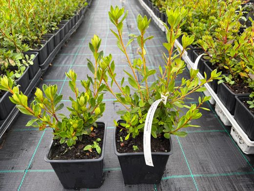 Azalea japonica Gilbert mulliere