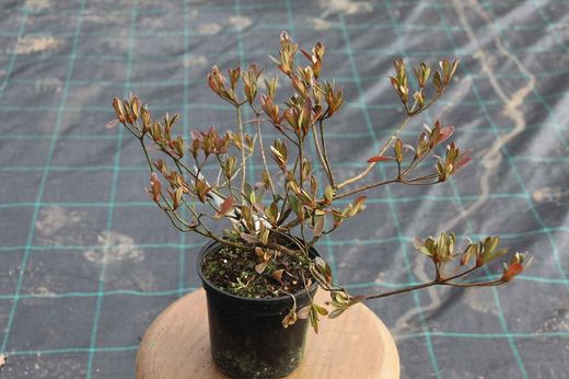 Gorbella japonica azalea, rose clair à pois rose vif