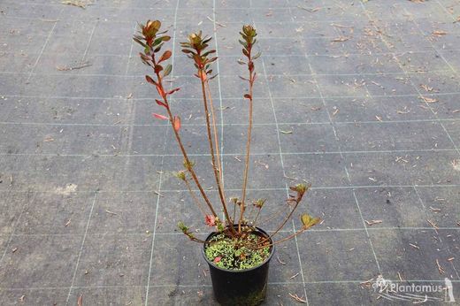 Azalea japonica Hino crimson