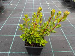 Azalea japonica Hino crimson