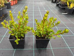 Azalea japonica Hino crimson