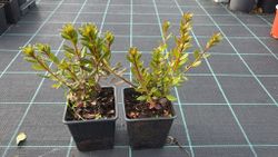 Azalea japonica Orange beauty