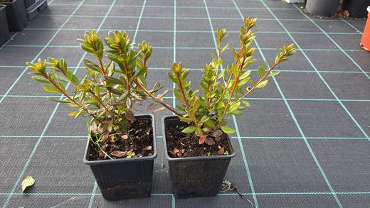 Azalea japonica Orange beauty