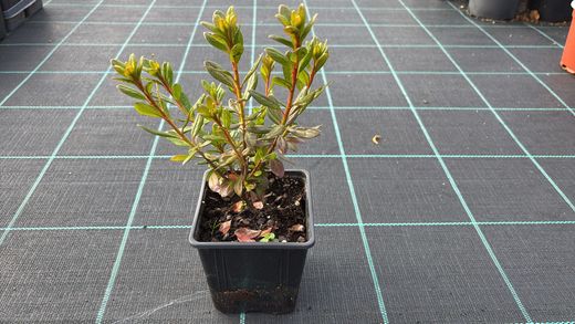 Azalea japonica Orange beauty