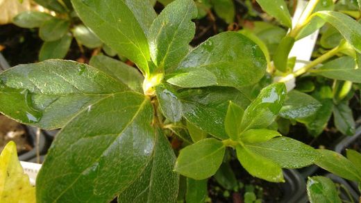 Azalea japonica Perfection, flor de color blanca