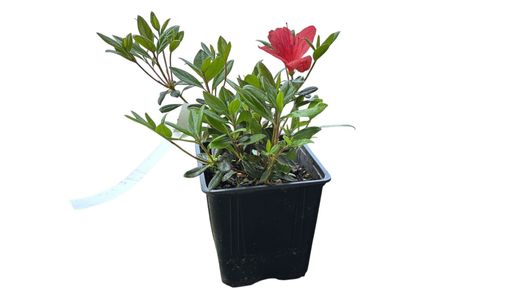 Azalea japonica Sakata Red