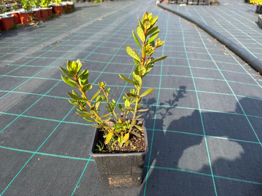Azalea japonica Sakata Red