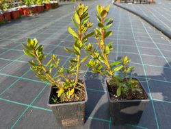 Azalea japonica Sakata Red