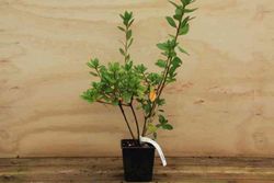 Azalea japonica 'Vuyk´s scarlet' de flor roja