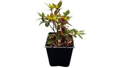 Azalea japonica 'Vuyk´s scarlet' avec fleur rouge