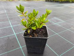 Azalea japonica 'Vuyk´s scarlet' de flor roja