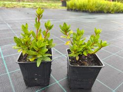 Azalea japonica 'Vuyk´s scarlet' de flor roja