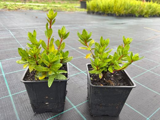 Azalea japonica 'Vuyk´s scarlet' de flor roja