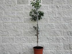 Azufaifo o jinjolero. Ziziphus jujuba