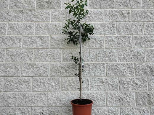 Azufaifo o jinjolero. Ziziphus jujuba