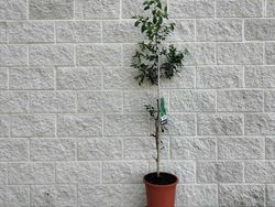 Azufaifo o jinjolero. Ziziphus jujuba