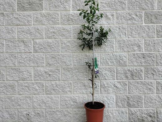 Azufaifo o jinjolero. Ziziphus jujuba