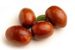 Azufaifo o jinjolero. Ziziphus jujuba