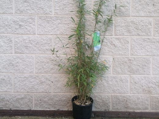 Bambu, Fargesia nitida "Trifina"