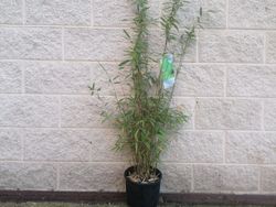 Bambu, Fargesia nitida "Trifina"