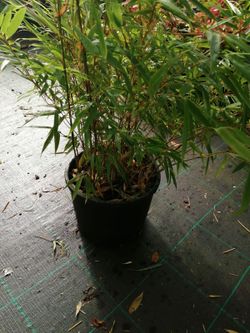 Bambou, Fargesia rufa