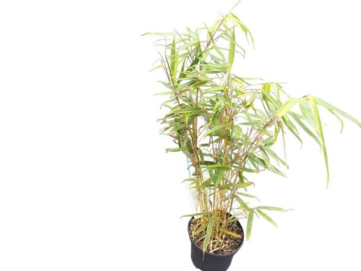 Bambou, Fargesia rufa