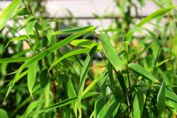 Bambou, Fargesia rufa