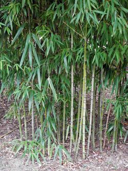 Bambu japonês, Pseudosasa japonica em vaso