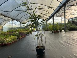 Bambu japonês, Pseudosasa japonica em vaso