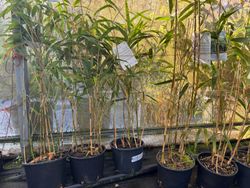 Bambu japonês, Pseudosasa japonica em vaso