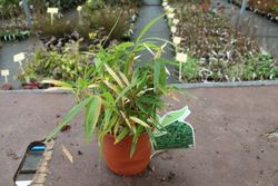 Bambu, Pleioblastus pumilis 'Nana' em vaso de 0,9 L