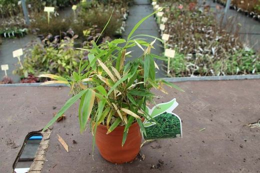 Bambu, Pleioblastus pumilis 'Nana' em vaso de 0,9 L