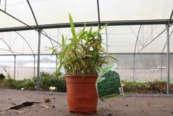 Bambu, Pleioblastus pumilis 'Nana' em vaso de 0,9 L