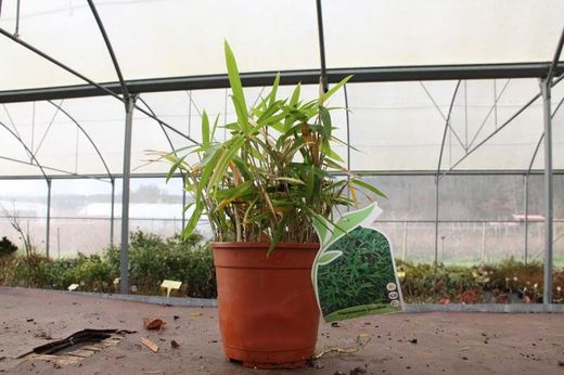 Bambou, Pleioblastus pumilis 'Nana' en pot de 0,9 L
