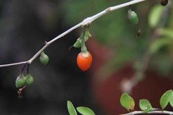 Baies de Goji en pot