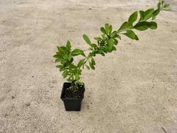 Baies de Goji en pot