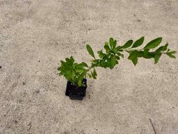 Baies de Goji en pot