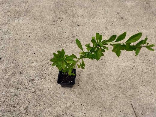 Baies de Goji en pot