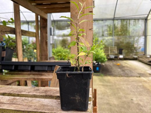 Baies de Goji en pot