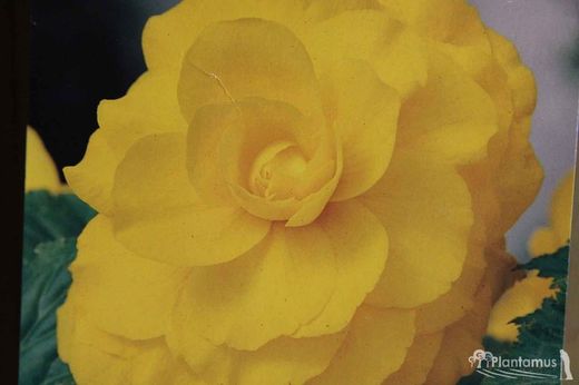 BEGONIA DOBLE AMARILLA