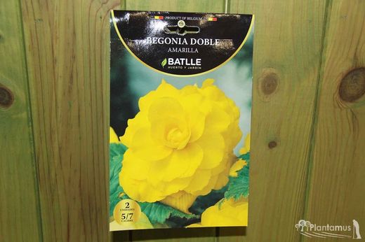 BEGONIA DOBLE AMARILLA