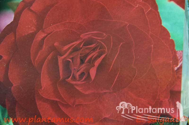 BEGONIA DOBLE ROJO ESCARLATA — Plantamus Vivero online