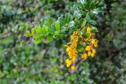 Berberis darwinii, agracejo darwinii