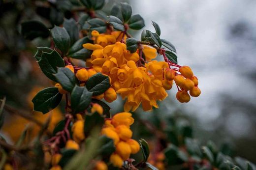 Berberis darwinii, agracejo darwinii
