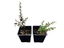 Berberis darwinii, agracejo darwinii