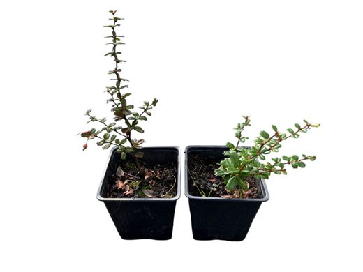 Berberis darwinii, agracejo darwinii